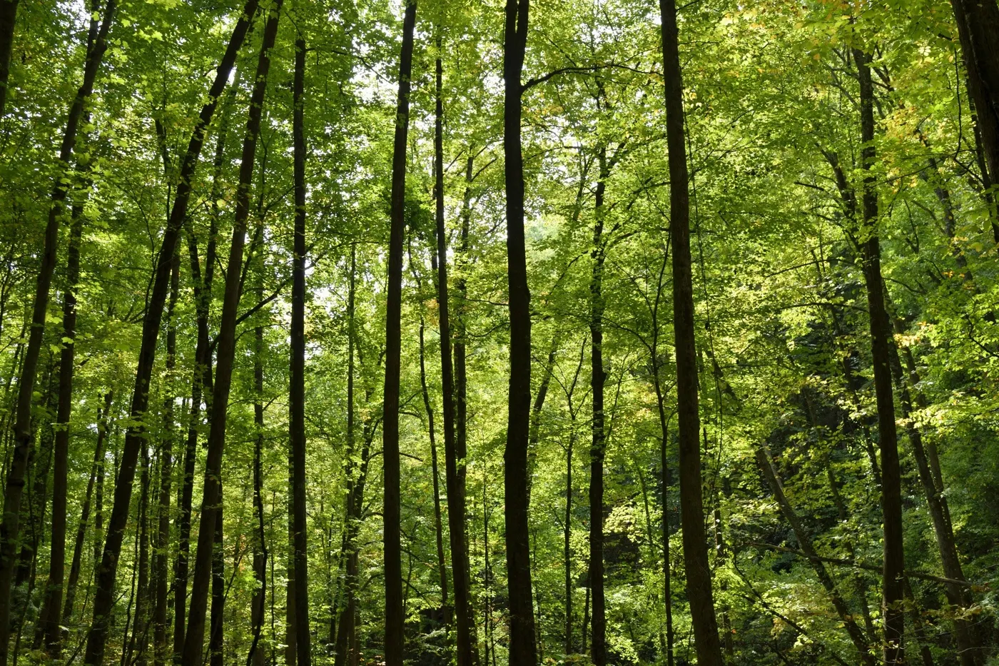 Listnatý les jako součást přírodního dědictví dunajského regionu